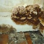 Dry Rot Treatment in Crewe