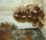 The-Best-Dry-Rot-Treatment-In-Wirral