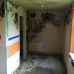 Mold Remediation In Stoke